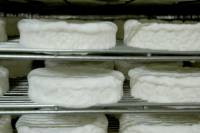 Fabrication du fromage - Développement du mycélium en cave d'affinage